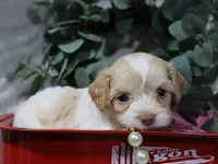 Bliss, a female Cavapoo for sale in Boyd, WI – 4 of 4