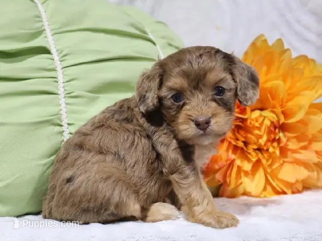 Nevaeh – Cavapoo puppy for sale in Boyd, WI