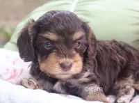 Anza, a female Cavapoo for sale in Boyd, WI – 2 of 5
