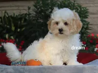 Kamry, a male Shihpoo for sale in Boyd, WI – 6 of 9