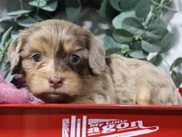 Celine, a female Cavapoo for sale in Boyd, WI – 4 of 6