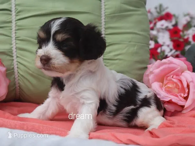 Harmony – Cavapoo puppy for sale in Boyd, WI