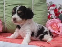Harmony, a female Cavapoo for sale in Boyd, WI – 1 of 6