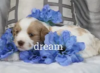 Courage, a male Cavapoo for sale in Boyd, WI – Photo 4 of 4