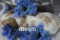 Courage, a male Cavapoo for sale in Boyd, WI – Photo 3 of 4