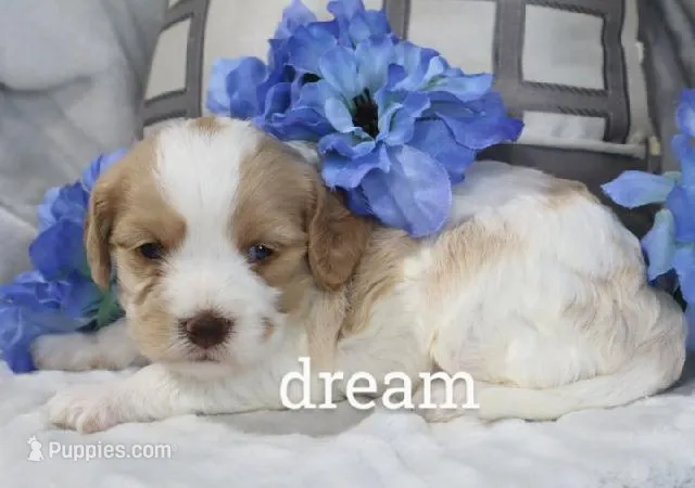Courage – Cavapoo puppy for sale in Boyd, WI