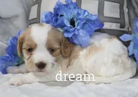 Courage, a male Cavapoo for sale in Boyd, WI – Photo 1 of 4