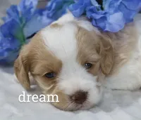 Courage, a male Cavapoo for sale in Boyd, WI – Photo 2 of 4