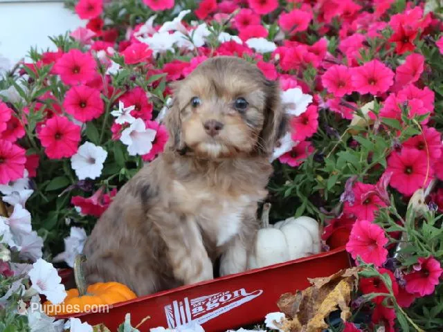 Nevaeh – Cavapoo puppy on hold in Boyd, WI