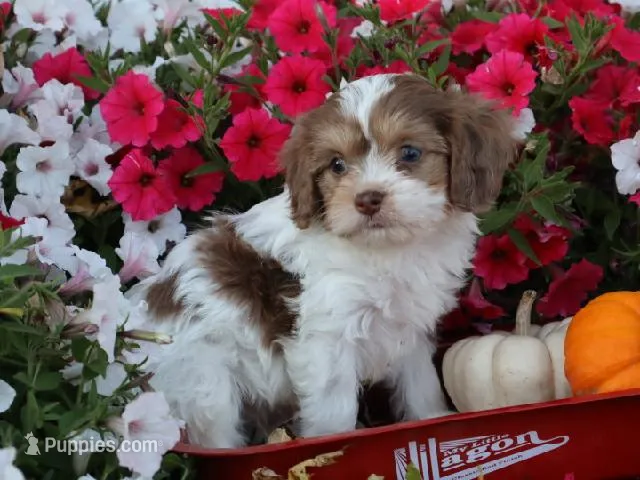 Romeo – Cavapoo puppy for sale in Boyd, WI