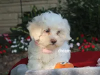 Rayna, a female Shihpoo for sale in Boyd, WI – 5 of 9