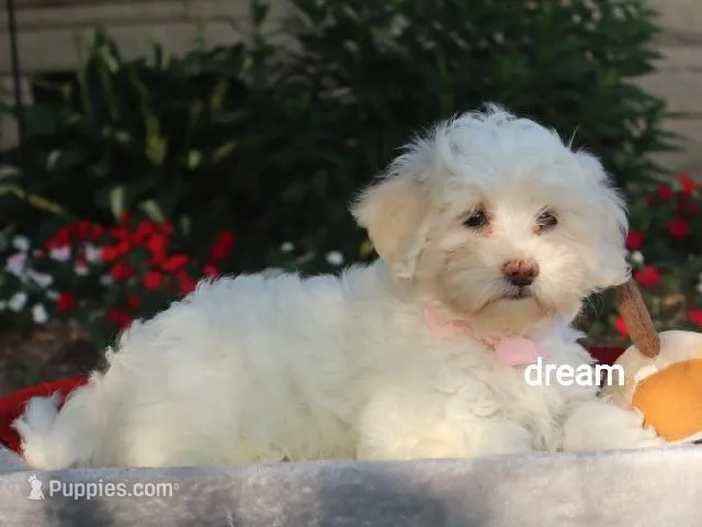 Rayna – Shihpoo puppy for sale in Boyd, WI