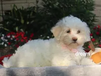Rayna, a female Shihpoo for sale in Boyd, WI – 1 of 9