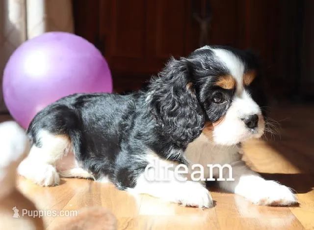 Tirzah – Cavalier King Charles Spaniel puppy for sale in Boyd, WI