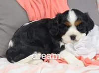 Tirzah, a female Cavalier King Charles Spaniel for sale in Boyd, WI – Photo 3 of 6