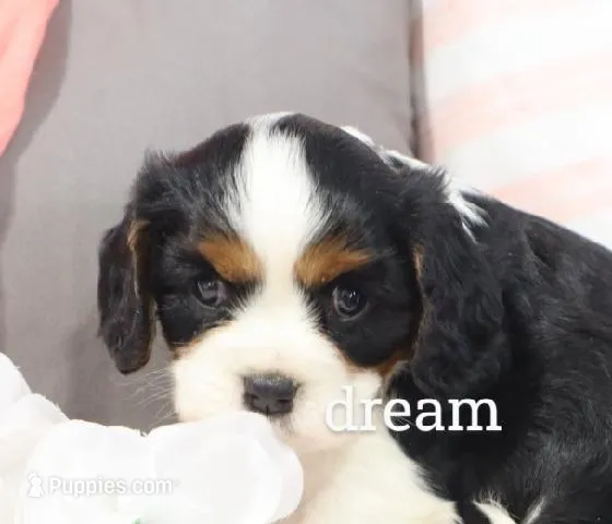 Tirzah, a female Cavalier King Charles Spaniel for sale in Boyd, WI – Photo 1 of 6