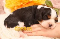 Tirzah, a female Cavalier King Charles Spaniel for sale in Boyd, WI – Photo 5 of 6