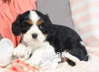 Tirzah, a female Cavalier King Charles Spaniel for sale in Boyd, WI – Photo 2 of 6