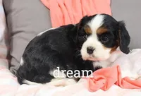 Tirzah, a female Cavalier King Charles Spaniel for sale in Boyd, WI – Photo 4 of 6