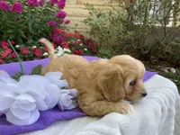 Hadley, a female Cavapoo for sale in Boyd, WI – 4 of 10