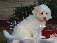 Rayna, a female Shihpoo for sale in Boyd, WI – 3 of 9