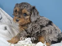Forrest, a male Cavapoo for sale in Boyd, WI – Photo 4 of 10