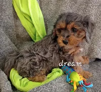 Forrest, a male Cavapoo for sale in Boyd, WI – Photo 1 of 10