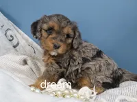 Forrest, a male Cavapoo for sale in Boyd, WI – Photo 5 of 10