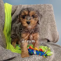 Forrest, a male Cavapoo for sale in Boyd, WI – Photo 2 of 10