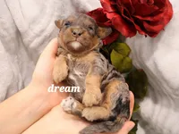 Forrest, a male Cavapoo for sale in Boyd, WI – Photo 9 of 10