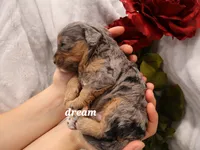 Forrest, a male Cavapoo for sale in Boyd, WI – Photo 10 of 10