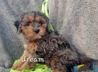 Forrest, a male Cavapoo for sale in Boyd, WI – Photo 6 of 10