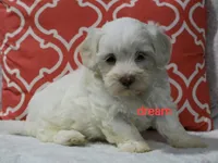 Rayna, a female Shihpoo for sale in Boyd, WI – 2 of 5