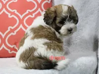 Sienna, a female Shihpoo for sale in Boyd, WI – 1 of 4