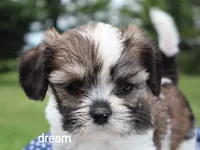 Nico, a male Cavalier King Charles Spaniel and Shih Tzu for sale in Boyd, WI – 2 of 3