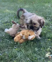 Nash, a male Cavalier King Charles Spaniel and Shih Tzu for sale in Boyd, WI – 2 of 9