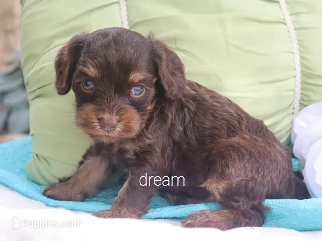 Shiloh – Cavapoo puppy for sale in Boyd, WI