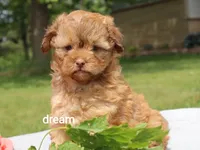 Sage, a female Shihpoo for sale in Boyd, WI – 4 of 6