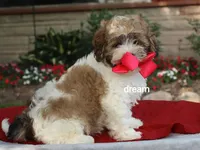 Sienna, a female Shihpoo for sale in Boyd, WI – 4 of 9