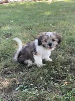 Nico, a male Cavalier King Charles Spaniel and Shih Tzu for sale in Boyd, WI – 3 of 8