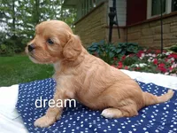 Laredo, a male Cavapoo for sale in Boyd, WI – 4 of 5