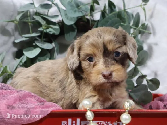 Celine – Cavapoo puppy for sale in Boyd, WI