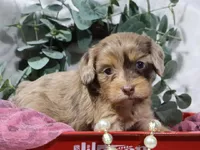 Celine, a female Cavapoo for sale in Boyd, WI – 1 of 6