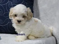 Kamry, a male Shihpoo for sale in Boyd, WI – 5 of 5