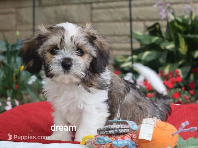 Nico – Cavalier King Charles Spaniel, Shih Tzu puppy for sale in Boyd, WI