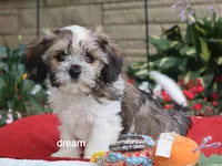 Nico, a male Cavalier King Charles Spaniel and Shih Tzu for sale in Boyd, WI – 4 of 8