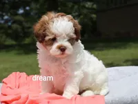 Lark, a female Shihpoo for sale in Boyd, WI – 6 of 7