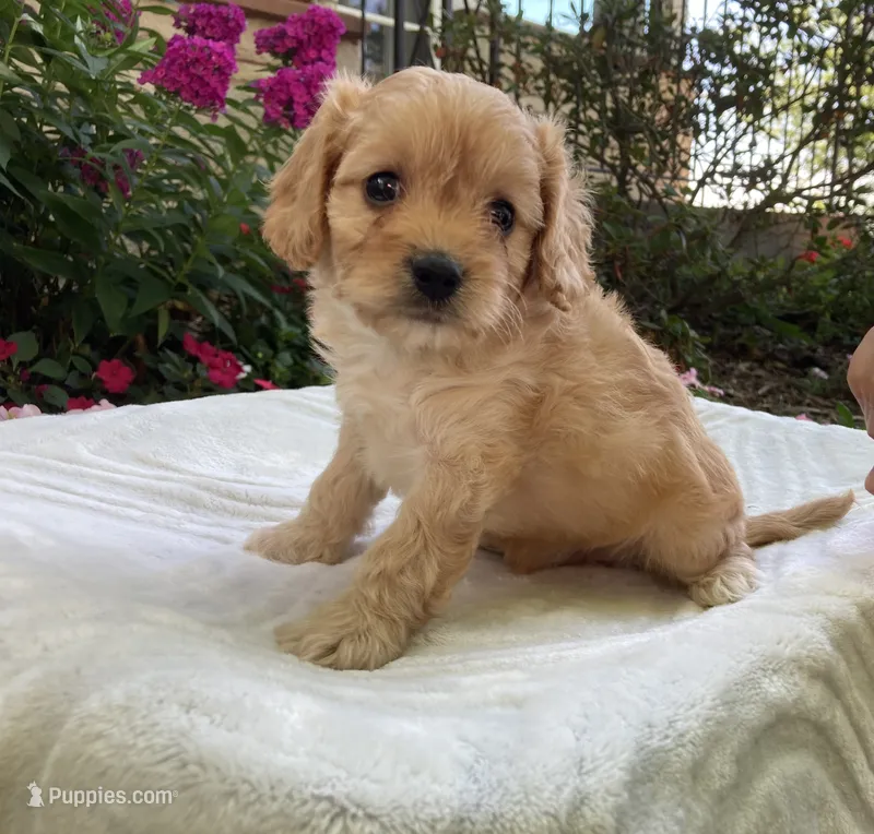 Laredo – Cavapoo puppy for sale in Boyd, WI