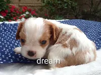 Dewey, a male Cavalier King Charles Spaniel for sale in Boyd, WI – 5 of 5