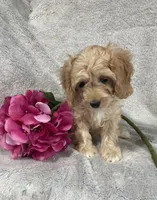 Hadley, a female Cavapoo for sale in Boyd, WI – 2 of 8